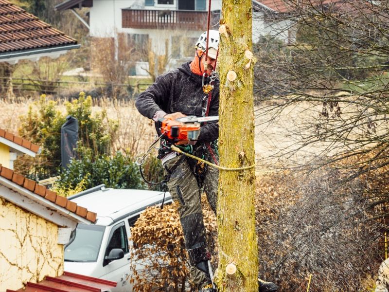 Spezialfällung am Wohnhaus – Treesixty Baumpflege