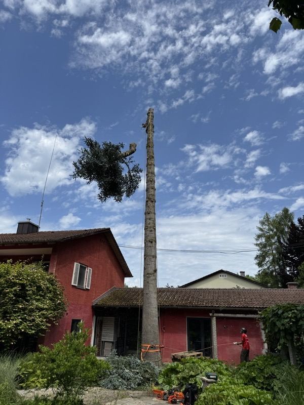 Stamm am Wohnhaus – Treesixty Baumpflege