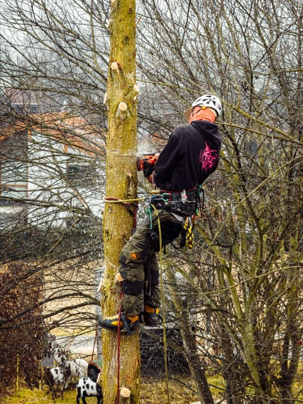 Stammabtrag von oben – Treesixty Baumpflege