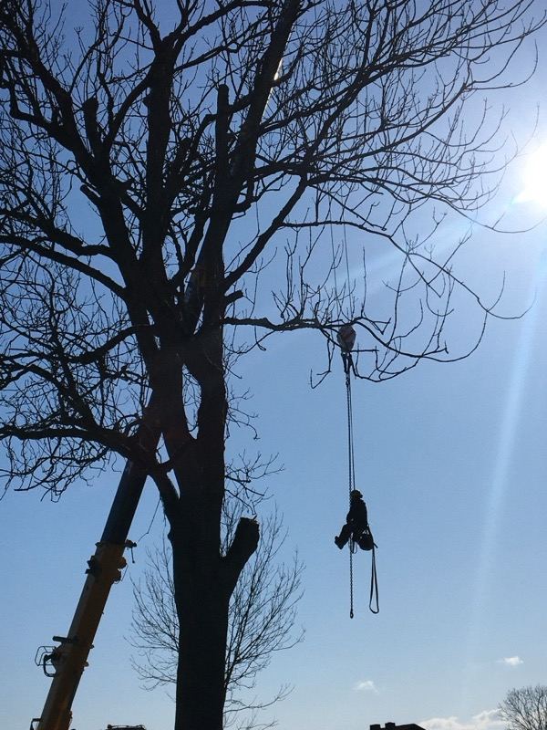 Seilzug im Gegenlicht – Treesixty Baumpflege