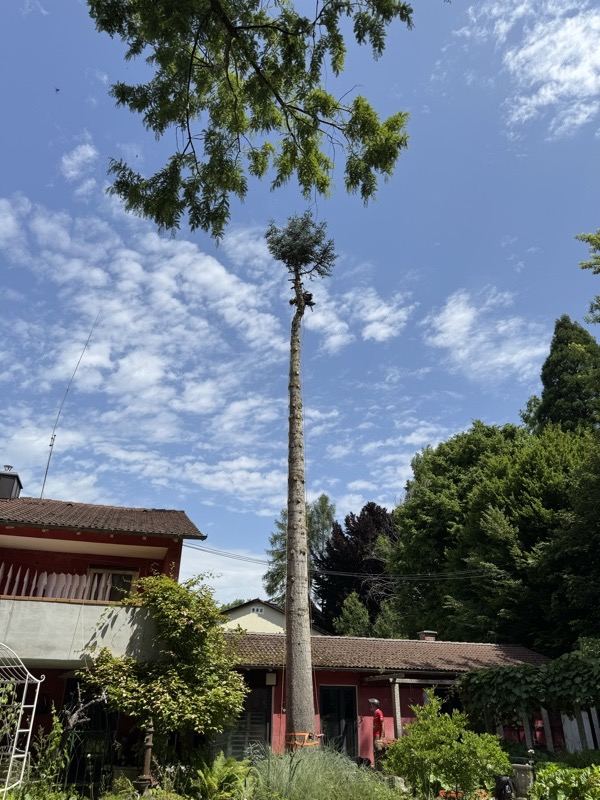 Fichte vor der Fällung – Treesixty Baumpflege