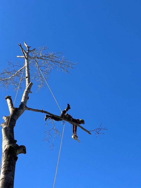 Kletterer im kahlen Baum – Treesixty Baumpflege