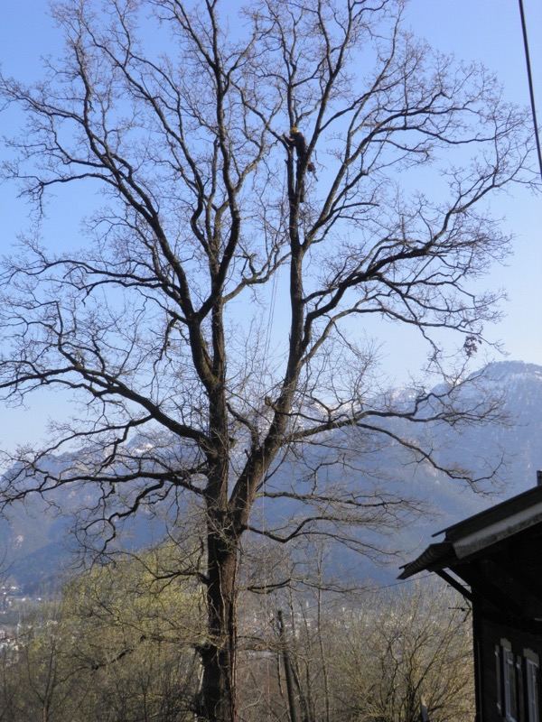 Eiche vor Bergpanorama – Treesixty Baumpflege