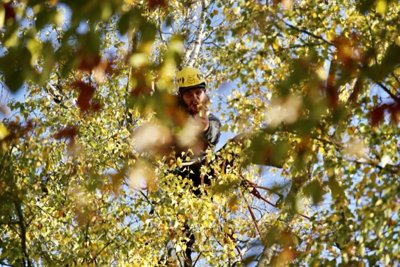 Kletterer im Herbstlaub – Treesixty Baumpflege