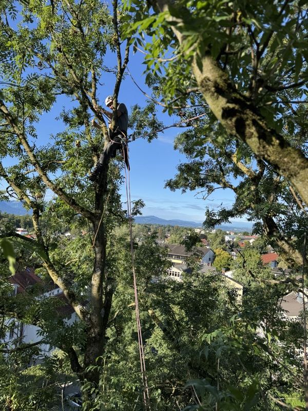 Kletterer über dem Ort – Treesixty Baumpflege