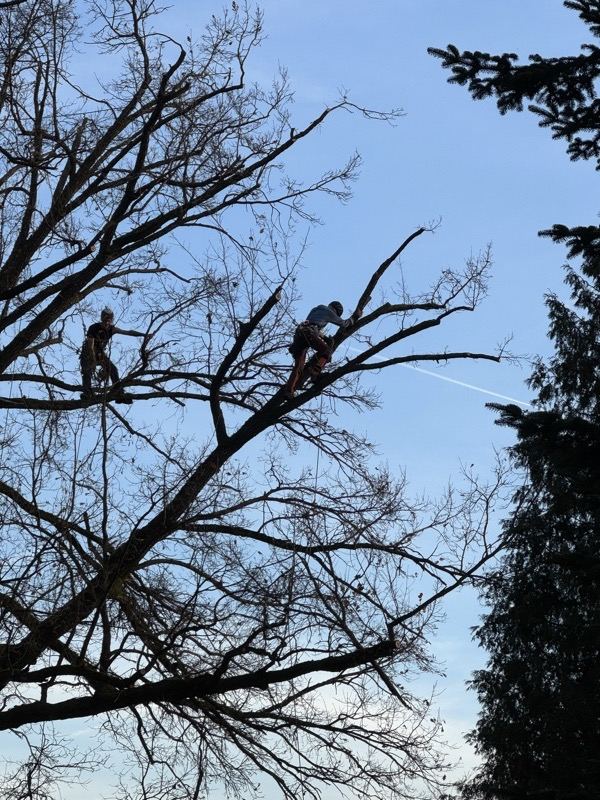 Zwei Kletterer in der Krone – Treesixty Baumpflege