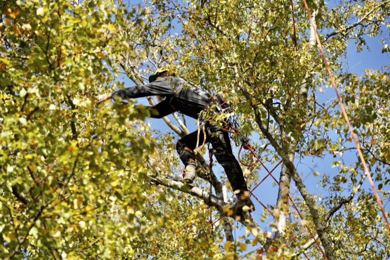 Kletterer im goldenen Laub – Treesixty Baumpflege