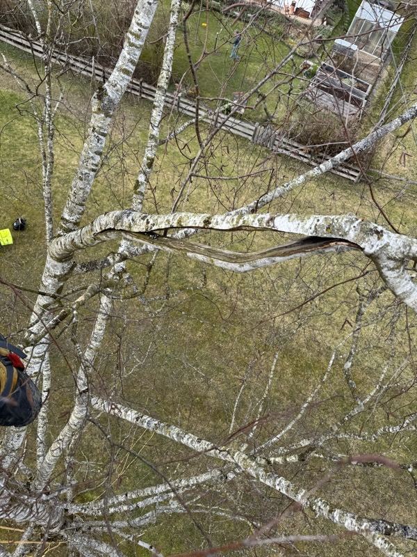 Blick von oben aus der Birke – Treesixty Baumpflege