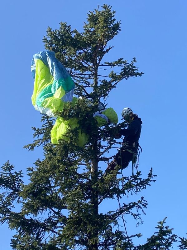 Gleitschirm aus der Fichte – Treesixty Baumpflege