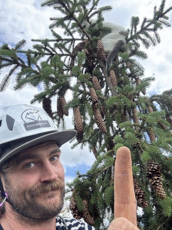 Bergung aus der Fichte – Treesixty Baumpflege