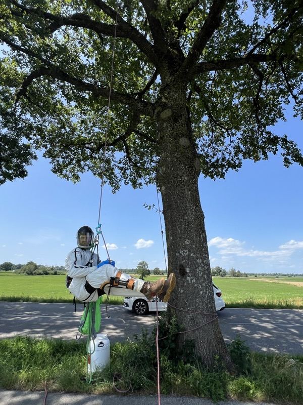 Schutzanzug an der Straßeneiche – Treesixty Baumpflege
