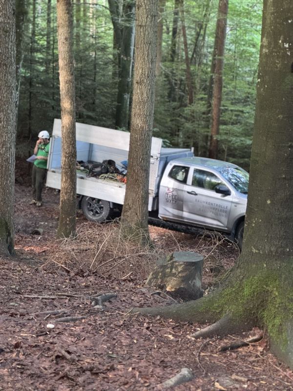 Abtransport im Wald – Treesixty Baumpflege