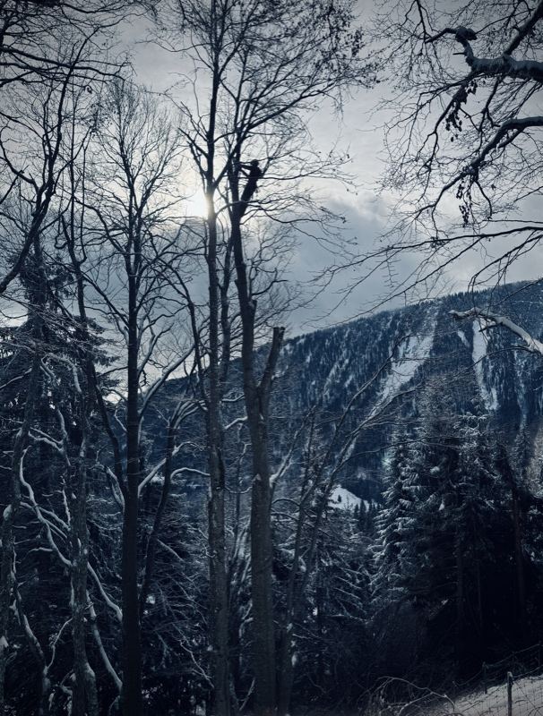 Winterbaum vor der Bergwand – Treesixty Baumpflege